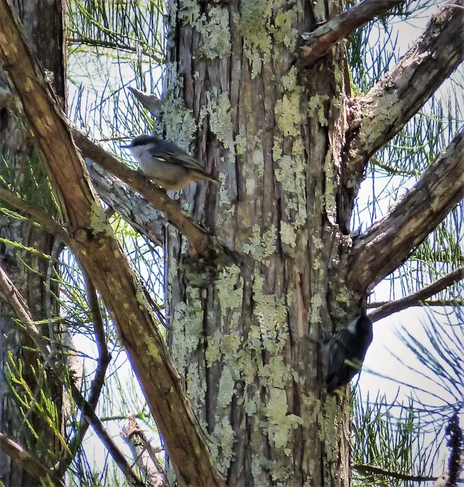 File:Brown - headed Nuthatch, Sitta pusilla (24169058807).jpg