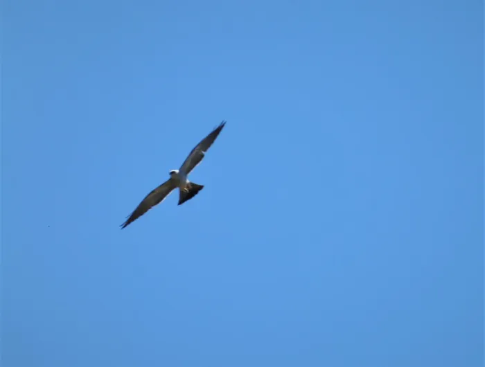 File:Mississippi Kite Ictinia mississippiensis (38890320071).jpg