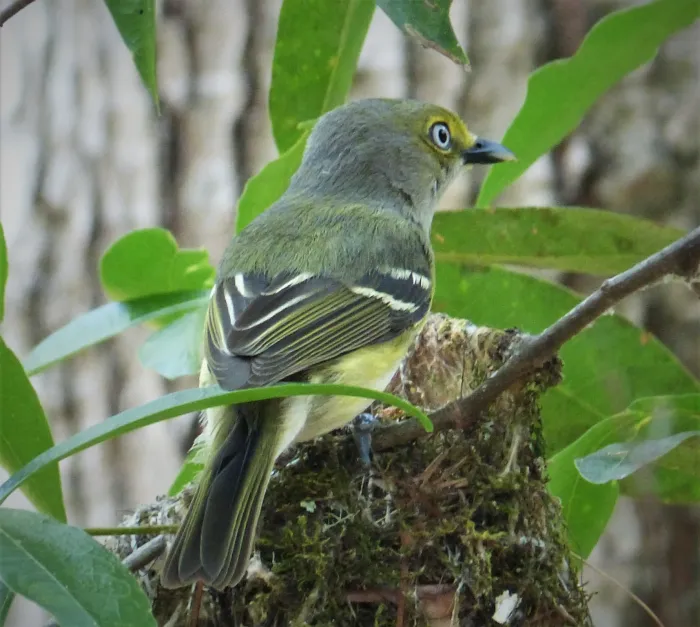 File:White-eyed Vireo. Vireo griseus (24520657978).jpg