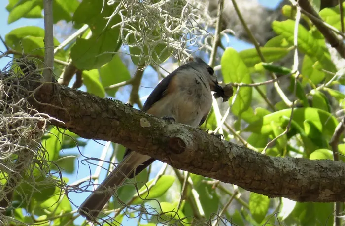 File:Tufted Titmouse. Baeolophus bicolor (24520670448).jpg