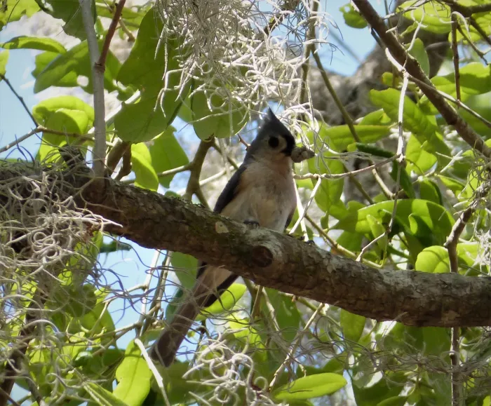 File:Tufted Titmouse. Baeolophus bicolor (38337201606).jpg