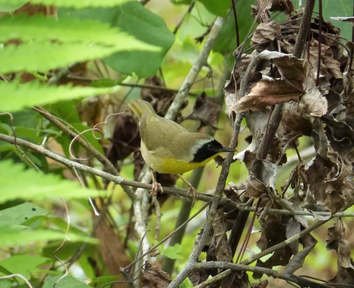 File:Common Yellowthroat. Geothlypis trichas (38238550951).jpg