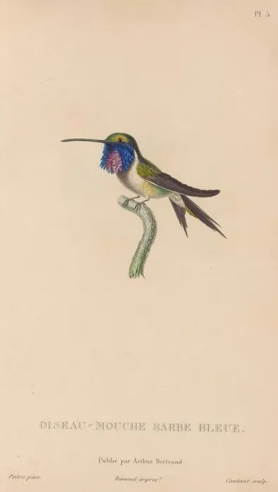 File:Calothorax lucifer.jpg