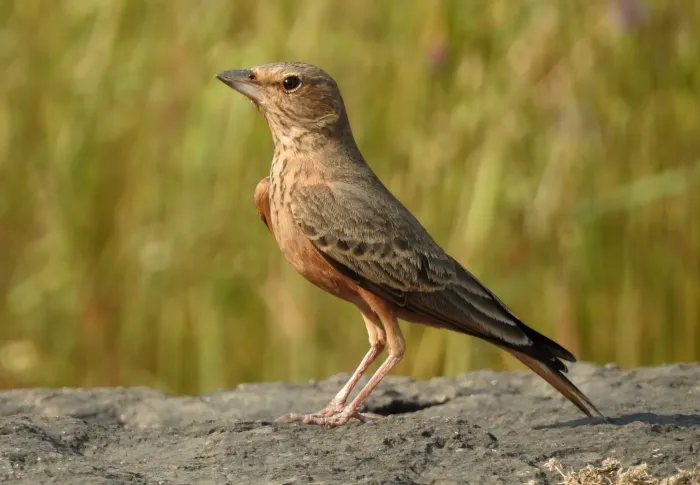 File:Rufous-tailed Lark Ammomanes phoenicura by Dr. Raju Kasambe DSCN8807 (10).jpg