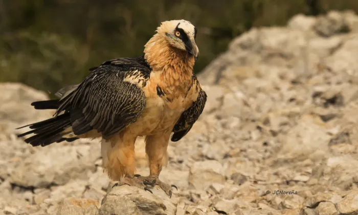 File:Quebrantahuesos (Gypaetus barbatus) Bearded Vulture.jpg