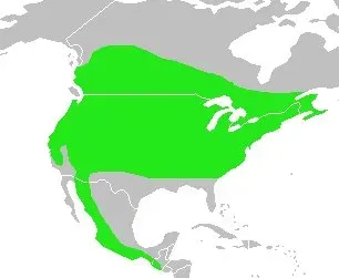 File:Coccothraustes vespertinus-map.jpg