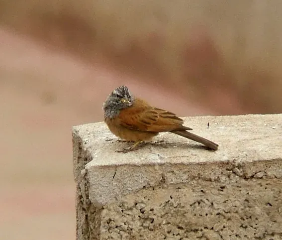 File:Emberiza sahari 1.jpg