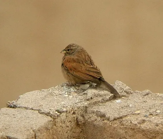 File:Emberiza sahari juv.jpg