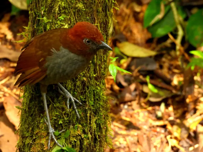 File:Grallaria nuchalis (Tororoi chusquero) (14032717086).jpg