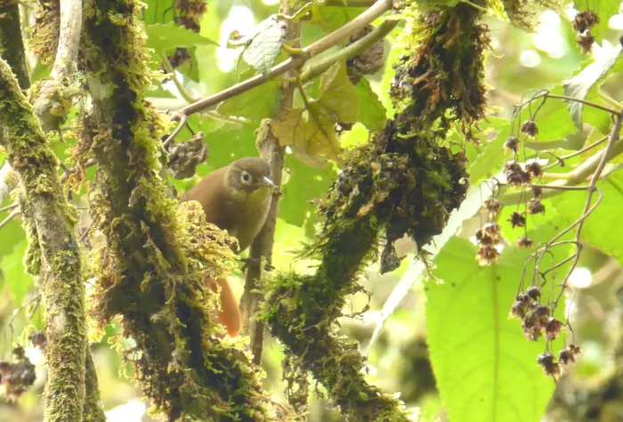 File:Anabacerthia striaticollis (Hojarasquero montañero) (15721783434).jpg