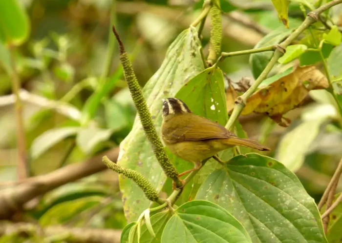 File:Basileuterus tristriatus (Arañero cabecilistado) (15005853129).jpg