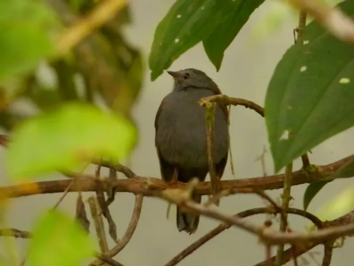 File:Myadestes ralloides (Solitario andino - Columpio) (14124582336).jpg