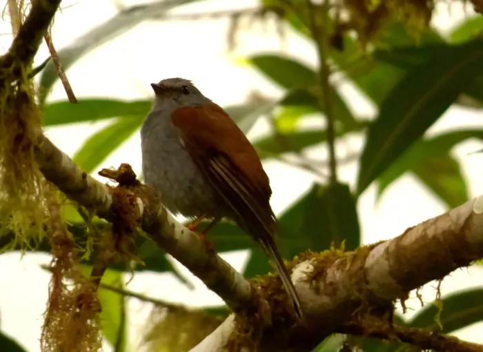 File:Myadestes ralloides (Solitario andino - Columpio) (7) (13961224930).jpg