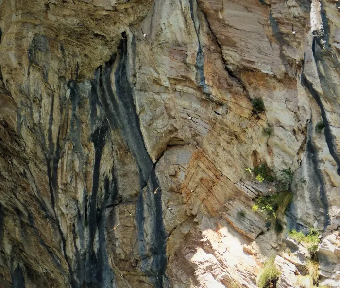 File:Alpine Swifts Tachymarptis melba (45597230432).jpg