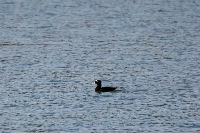 File:Melanitta perspicillata (30862075903).jpg