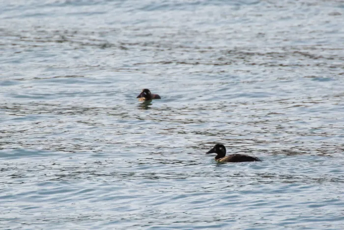 File:Melanitta perspicillata (30862074473).jpg