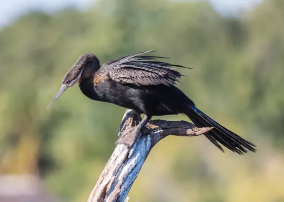 File:Pato aguja africano (Anhinga rufa), parque nacional de Chobe, Botsuana, 2018-07-28, DD 45.jpg
