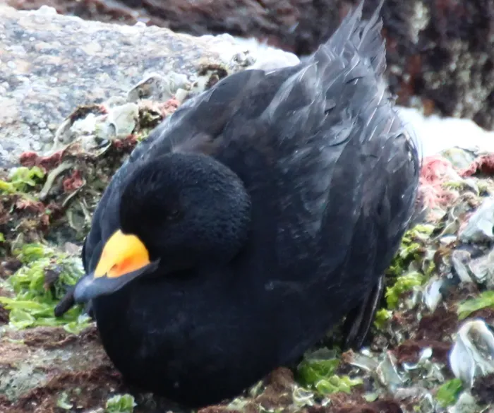 File:Melanitta americana (12043759693).jpg