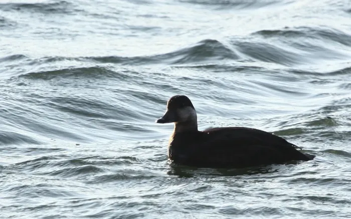 File:Black Scoter (Melanitta americana) (8173328260).jpg