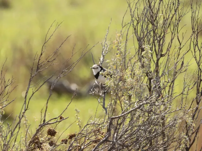 File:Epthianura albifrons (29701489067).jpg