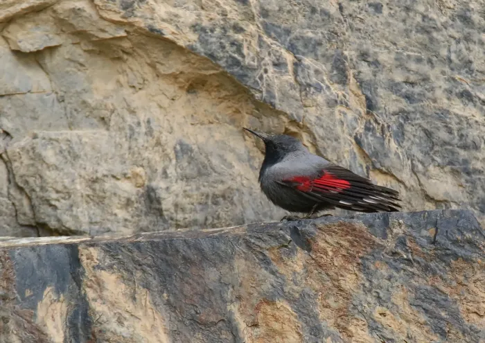 File:Wallcreeper (Tichodroma muraria) (27844633078).jpg