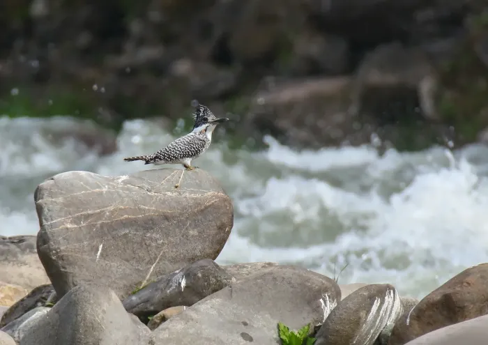 File:Crested Kingfisher (Megaceryle lugubris) (40995521894).jpg