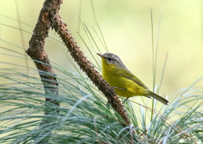File:Grey-hooded Warbler (Phylloscopus xanthoschistos) (39399479164).jpg