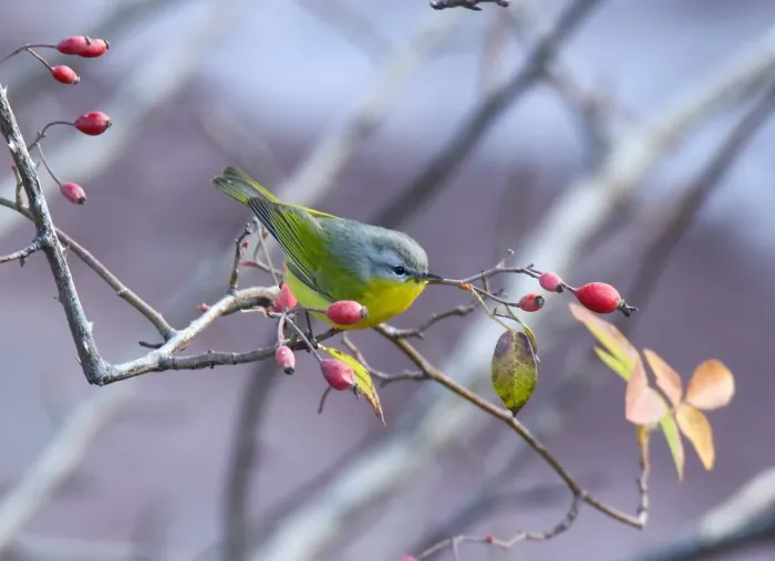 File:Grey-hooded Warbler (Phylloscopus xanthoschistos) (25822570908).jpg