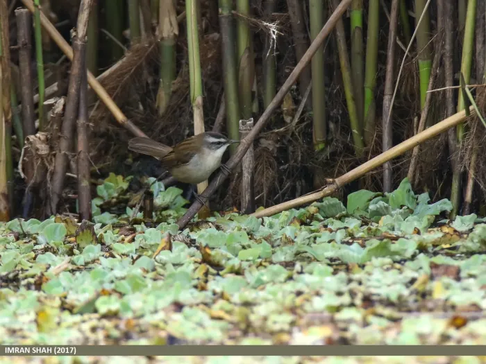 File:Moustached Warbler (Acrocephalus melanopogon) (38741213865).jpg