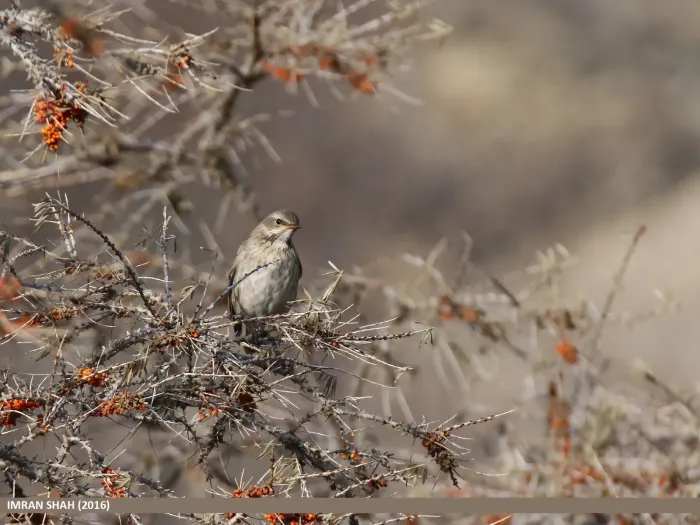 File:Black-throated Thrush (Turdus atrogularis) (39638240111).jpg