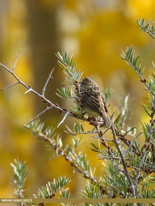 File:Chestnut Bunting (Emberiza rutila) (27860247889).jpg