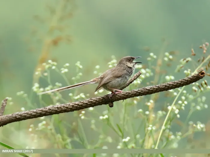 File:Grey-breasted Prinia (Prinia hodgsonii) (24769515847).jpg