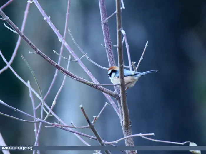 File:Black-throated Bushtit (Aegithalos concinnus) (27830544719).jpg