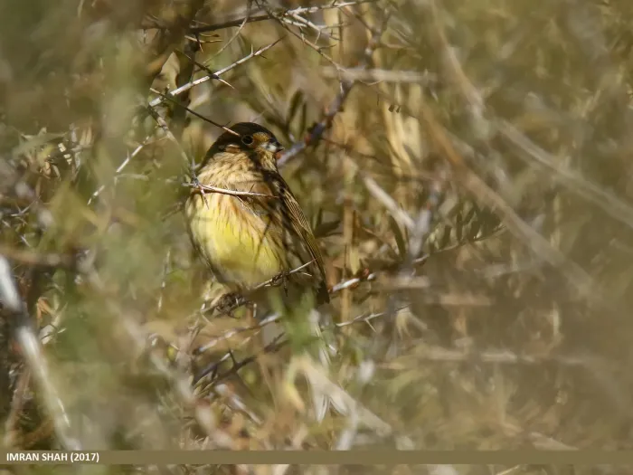 File:Chestnut Bunting (Emberiza rutila) (38481759101).jpg
