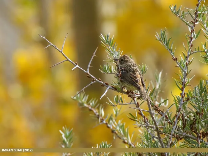 File:Chestnut Bunting (Emberiza rutila) (38285044761).jpg