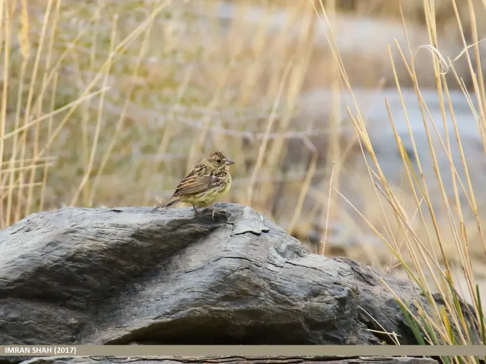 File:Chestnut Bunting (Emberiza rutila) (37406048514).jpg