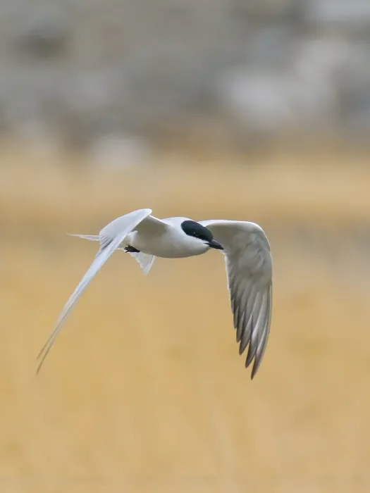 File:Gull-billed Tern (Gelochelidon nilotica) (34149541540).jpg