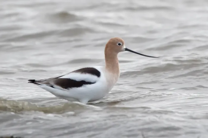 File:American Avocet (Recurvirostra americana) (19730429333).jpg