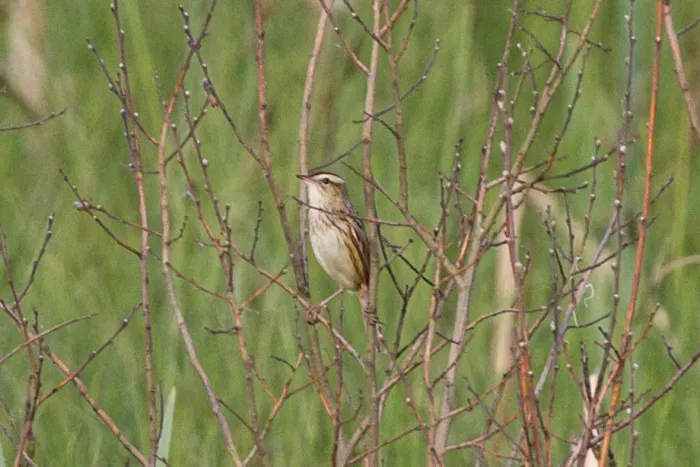 File:Aquatic Warbler (Acrocephalus paludicola) (14367103395).jpg