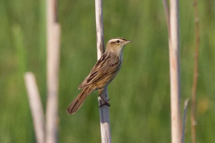 File:Aquatic Warbler (Acrocephalus paludicola) (14363772751).jpg