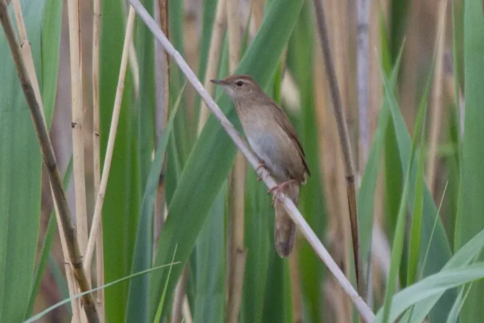 File:Savi's Warbler (Locustella luscinioides) (14367082405).jpg