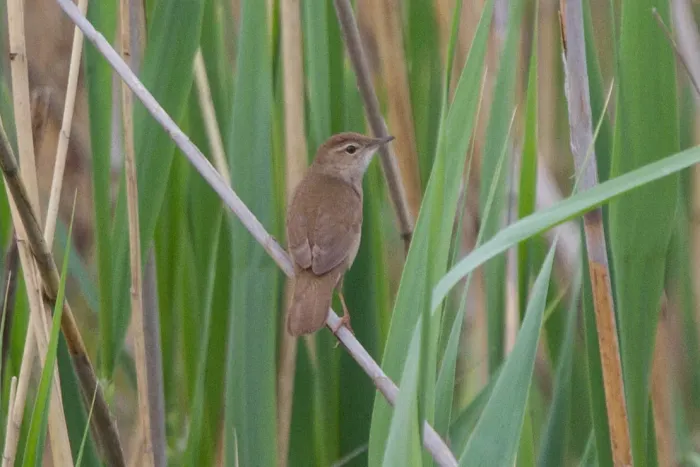File:Savi's Warbler (Locustella luscinioides) (14180450419).jpg