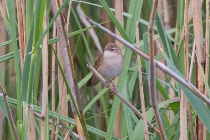 File:Savi's Warbler (Locustella luscinioides) (14180458838).jpg