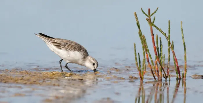 File:Red-necked Stint (Calidris ruficollis) (27739378079).jpg