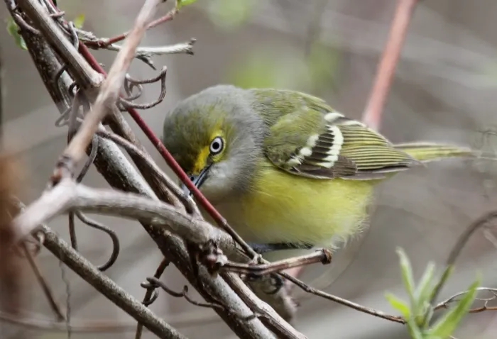 File:White-eyed Vireo (Vireo griseus) (15409768581).jpg