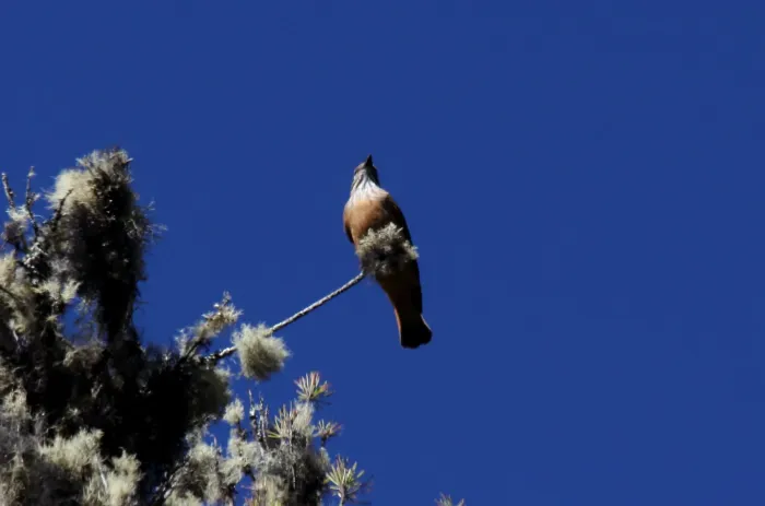 File:Streak-throated Bush-Tyrant (Myiotheretes striaticollis) (9565947342).jpg