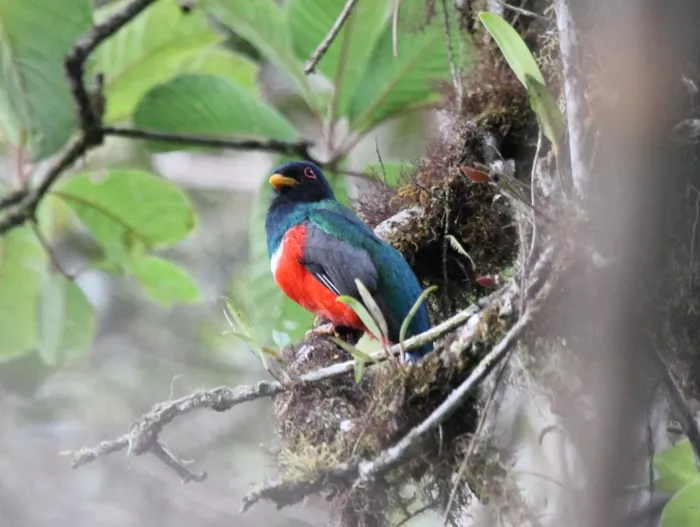 File:Masked Trogon (Trogon personatus) (9499659906).jpg