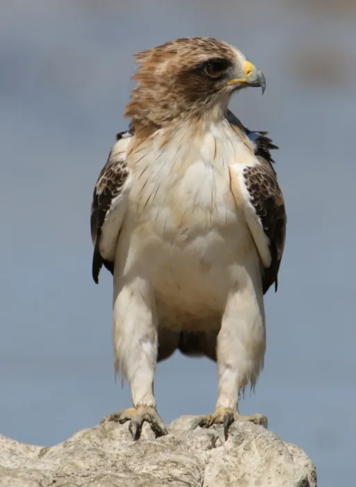 File:Booted eagle, Hieraaetus pennatus, at Kgalagadi Transfrontier Pa (32334023348).jpg