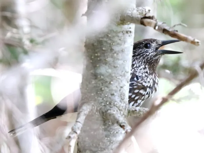 File:Nucifraga caryocatactes (crying).jpg