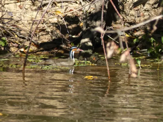 File:Sungrebe Heliornis fulica female, Rio Claro, Transpantaneira, Poconé, Mato Grosso, BRAZIL.jpg